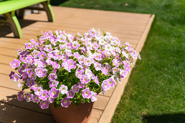 あふれ咲きのペチュニア