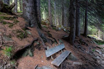 wooden bench in a forest in Trentino