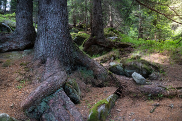 centuries-old fir trees in a forest in Trentino