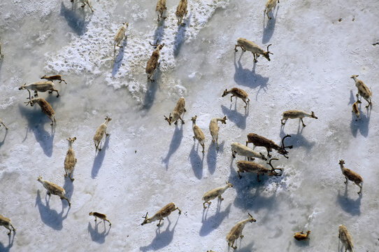 Caribou (Rangifer tarandus) foraging on Alaska's North Slope area; North Slope, Alaska, United States of America