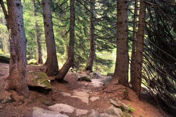 stone path in a forest in Trentino