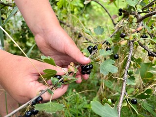 Farmer picking ripe black currant berries. Close-up view.