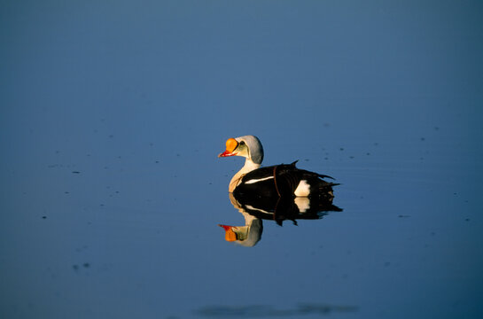 King eider duck (Somateria spectabilis), on water with a mirror image reflection on the surface; North Slope, Alaska, United States of America