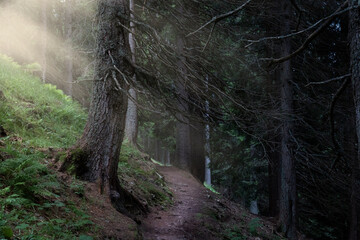 fir forest with path and Trentino sunbeams