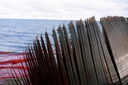 Blood flows into the Arctic Ocean from a Bowhead whale carcass (Balaena mysticetus); Kaktovik, Alaska, United States of America