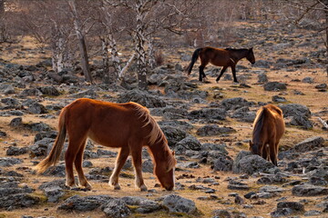 Russia, the South of Western Siberia, the Altai Mountains. A horse of the Altai breed grazes peacefully on a snow-covered rocky pasture. The Altai horse is famous for its high endurance.