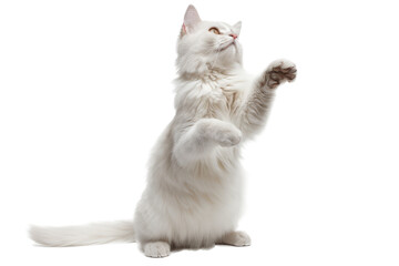 White Cat - Transparent Background