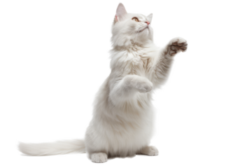 White Cat - Transparent Background