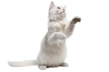 Tuinposter White Cat - Transparent Background © Arthur