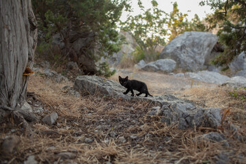 The little cat walking in the nature