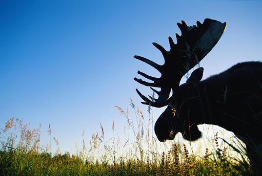 Moose head (Alces alces) silhouetted against the landscape in Kenai National Wildlife Refuge, Alaska, USA; Alaska, United States of America