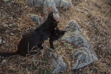 The little cat walking in the nature