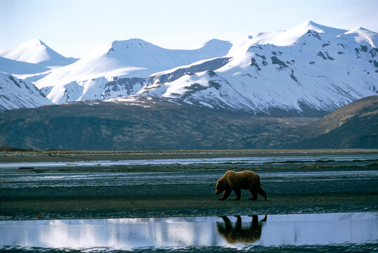 Lone grizzly bear walks on the shore of Hallo Bay reflected in the ice, Katmai National Park and Preserve, Alaska, USA; Alaska, United States of America