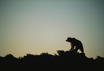 Silhouetted Grizzly bear (Ursus arctos horribilis) atop an ice mountain; Prudhoe Bay, Alaska, United States of America