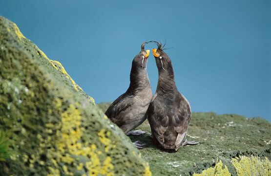 Pair of crested auklets (Aethia cristatella) in their breeding plumage; St. Paul Island, Pribilof Islands, Alaska, United States of America