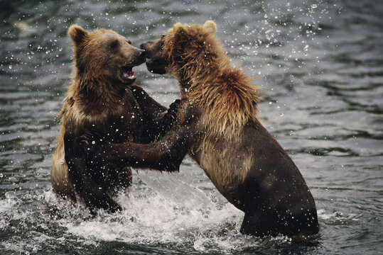 Two grizzly bears fight in the water