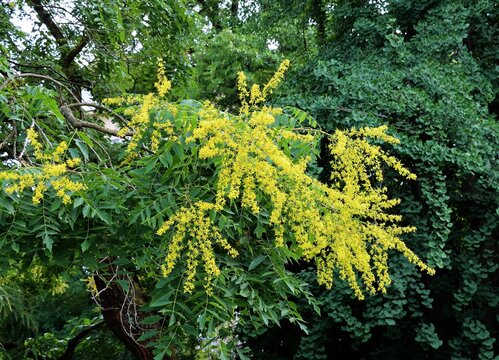 yellow flowers of Koelreuteria Paniculata tree atvspring in park