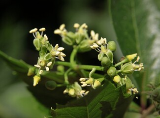 small green flowers of parthenocissus quinquefolia climbing plant close up