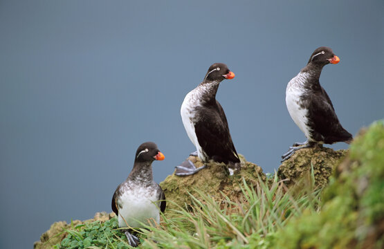 Trio of Parakeet auklets (Cyclorrhynchus psittacula) in breeding plumage; St. George Island, Pribilof Islands, Alaska, United States of America