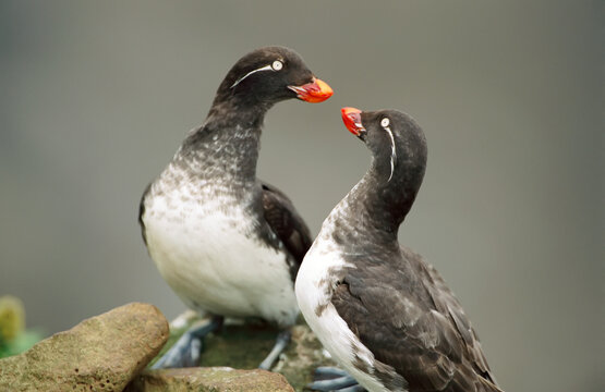 Pair of Parakeet auklets (Cyclorrhynchus psittacula) in their breeding plumage; St. George Island, Pribilof Islands, Alaska, United States of America