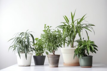 A collection of beautiful green houseplants with a variety of tropical and evergreen foliage housed in decorative pots.