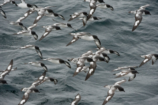 Cape or pintado petrels (Daption capensis) in the Southern Ocean; Antarctic Peninsula, Antarctica