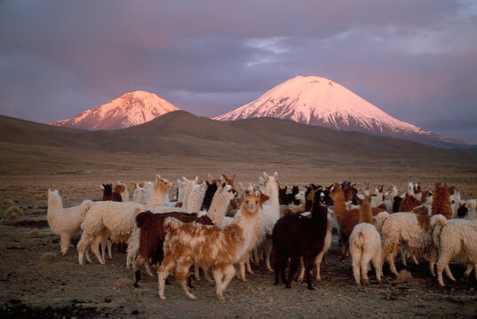 Llama herd (Lama glama) on the desolate landscape of a high desert near Parinacota and Pomerape in the Atacama Desert of Chile; Chile