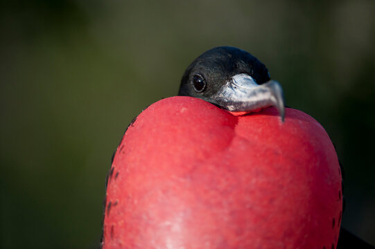 Male Magnificent frigatebird (Fregata magnificens) displays his neck pouch to attract females in Galapagos Islands National Park; North Seymour Island,  Galapagos Islands, Ecuador