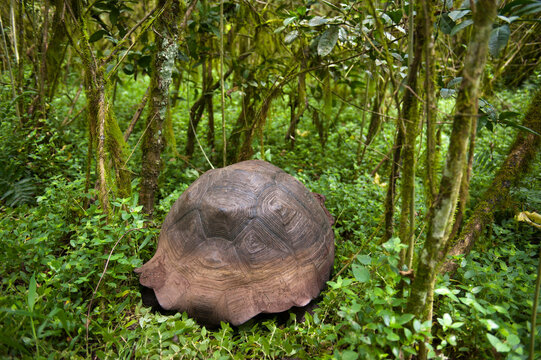 Rare Galapagos tortoise (Chelonoidis nigra) on Santa Cruz Island in Galapagos Islands National Park; Santa Cruz Island, Galapagos Islands, Ecuador