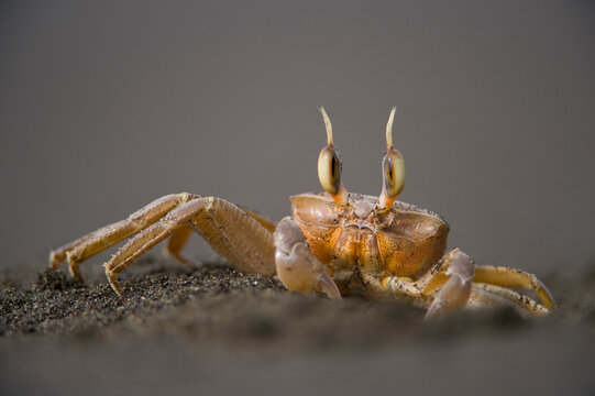 Close-up portrait of a Ghost crab (Ocypode cursor) on a sandy beach in Playa Tortuga; Southern Bioko Island, Equatorial Guinea