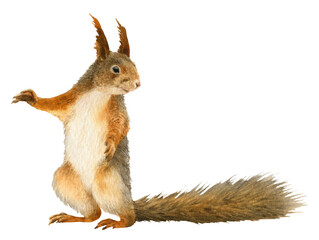 A funny fluffy squirrel hand drawn in watercolor. Watercolor animal illustration. Isolated image