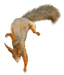 A funny fluffy squirrel hand drawn in watercolor. Watercolor animal illustration. Isolated image © Tatiana