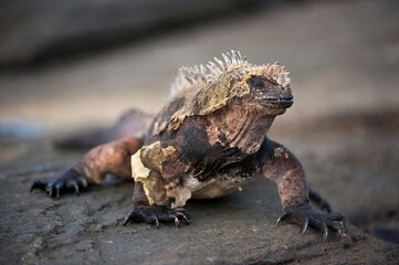 Marine iguana (Amblyrhynchus cristatus) shedding it's skin on a rock on Santiago Island in Galapagos National Park; Santiago Island, Galapagos Islands, Ecuador