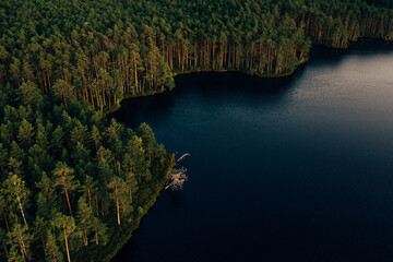 
Forest lake shore from above