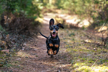 Dachshund running in the forest