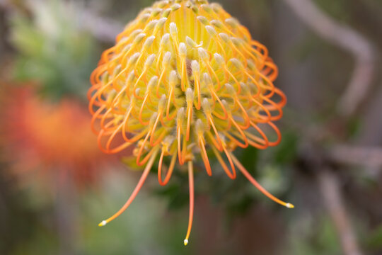 Close-up detail of a yellow and orange, Leucospermum, Proteaceae, commonly known as Pincushion Protea, on the AKL Lavender Farm in the Upcountry; Upcountry Maui, Maui, Hawaii, United States of America