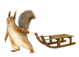 A funny anthropomorphic squirrel pulling a sled hand drawn in watercolor. Watercolor illustration. Isolated image © Tatiana