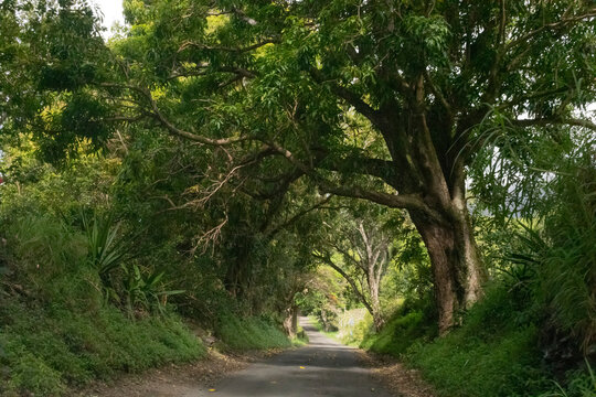 Scenic view through the forest on a narrow roadway along the Road to Hana, scenic route; Maui, Hawaii, United States of America