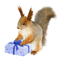A funny squirrel with a present hand drawn in watercolor. Watercolor Christmas illustration. Isolated image