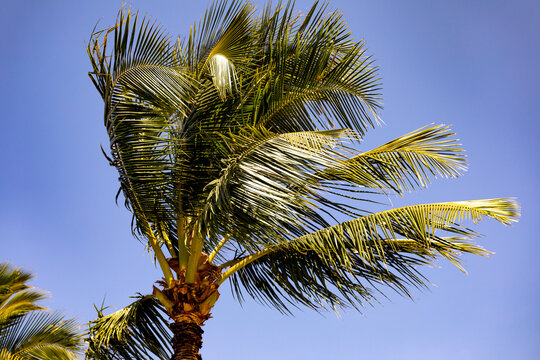 Close-up of sunlit palm tree (Arecaceae) blowing in the wind against a clear, blue sky in Kihei; Maui, Hawaii, United States of America