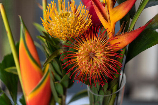 Close-up of yellow and orange, Leucospermum, Proteaceae, commonly known as Pincushion Protea, and Heliconia Flowers in glass vase in Kihei; Maui, Hawaii, United States of America