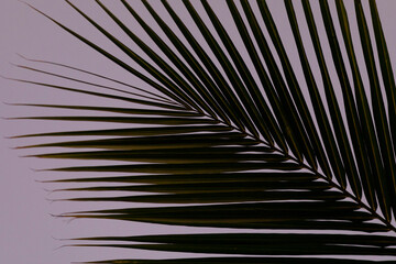 Obraz premium Close-up of a silhouette of a tropical palm frond against a purple, night sky in Kihei; Maui, Hawaii, United States of America