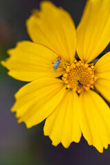 Close-up of a bright yellow, daisy-like flower with a beetle and a pair of dragonflies resting on and near its central disc at the Kula Botanical Gardens; Maui, Hawaii, United States of America