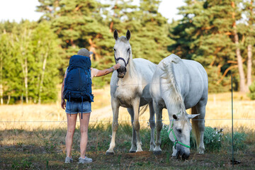Naklejka na ściany i meble Woman playing with white horses on pasture during summer hiking in nature