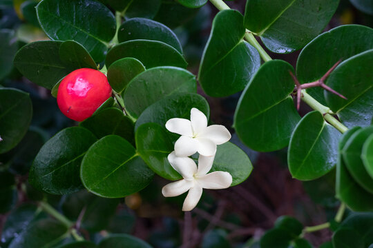 Close-up of Natal Plum, flowering plant (Carissa macrocarpa) at Secret Beach; Makena, Maui, Hawaii, United States of America