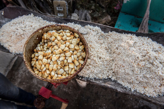 Corn kernels and ground corn in a Mexican home; Ejido Hidalgo, San Luis, Mexico