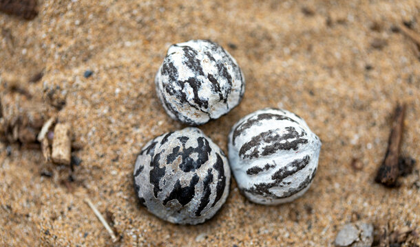 Close-up of dried, black and white striped Kukui nuts lying in the sand on Kamaole 2 Beach, often used in making traditional, Hawaiian leis; Kihei, Maui, Hawaii, United States Of America