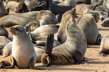 Large group of Cape fur seals, Arctocephalus pusillus, on rocks in soft warm light. Cape cross seal reserve, Namibia