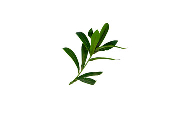Fototapeta na wymiar Branch with fresh green Ruscus leaves on white background