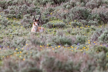 Pronghorn buck resting in a grassy meadow in Yellowstone National Park